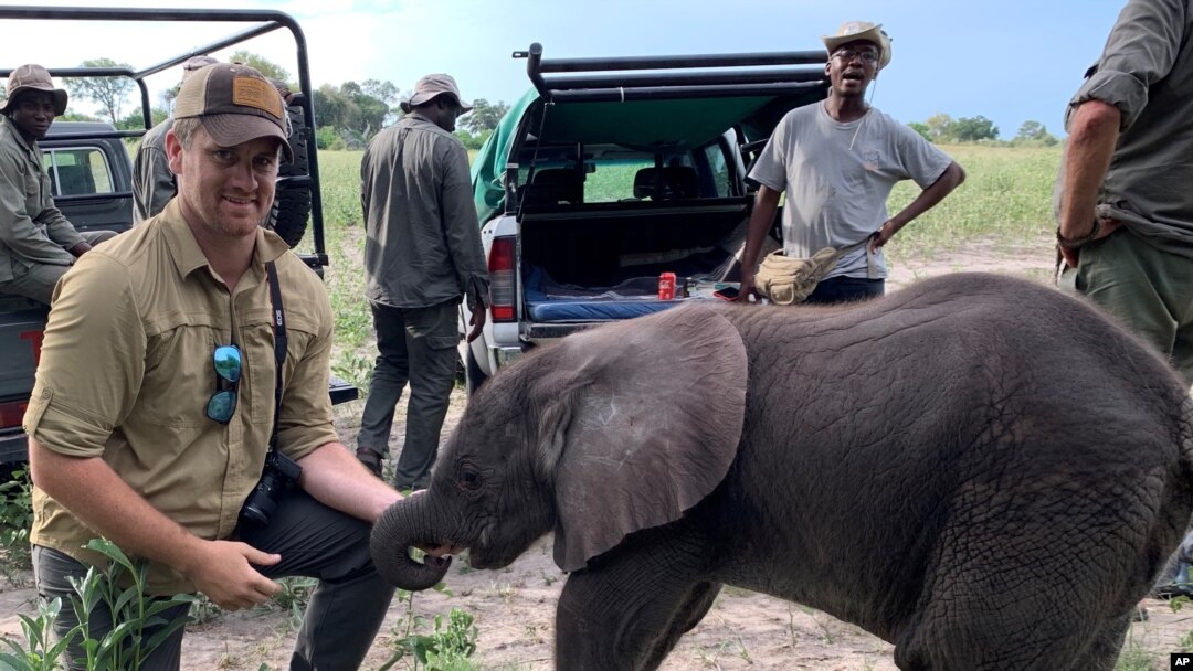 Colossal Accelerates Research and Development of Life-Saving Vaccine to Prevent Elephant Extinction
