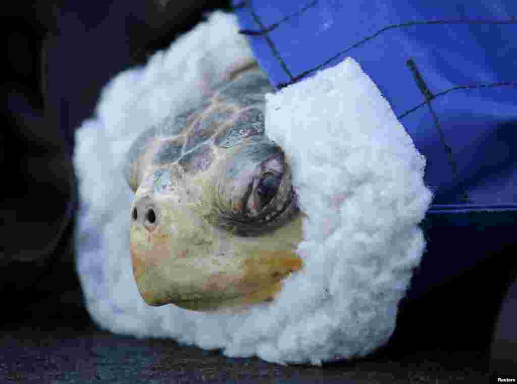 One of two rescued endangered olive ridley turtles arrives at Sea World&#39;s animal rescue center after being flown from the Oregon coast by the U.S. Coast Guard to San Diego, California, March 30, 2016.