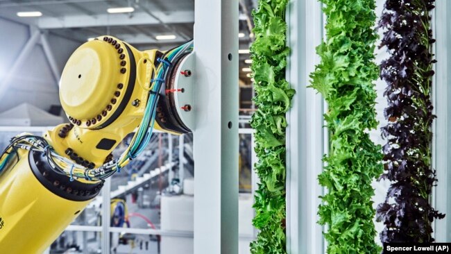 This undated photo shows a Plenty Farms tower robot. Plenty Farms' systems include vertical plant towers, special lighting, and robots to plant, feed, and harvest the crops. (Spencer Lowell/Plenty/Courtesy of Walmart via AP)