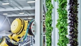 This undated photo shows a Plenty Farms tower robot. Plenty Farms' systems include vertical plant towers, special lighting, and robots to plant, feed, and harvest the crops. (Spencer Lowell/Plenty/Courtesy of Walmart via AP)