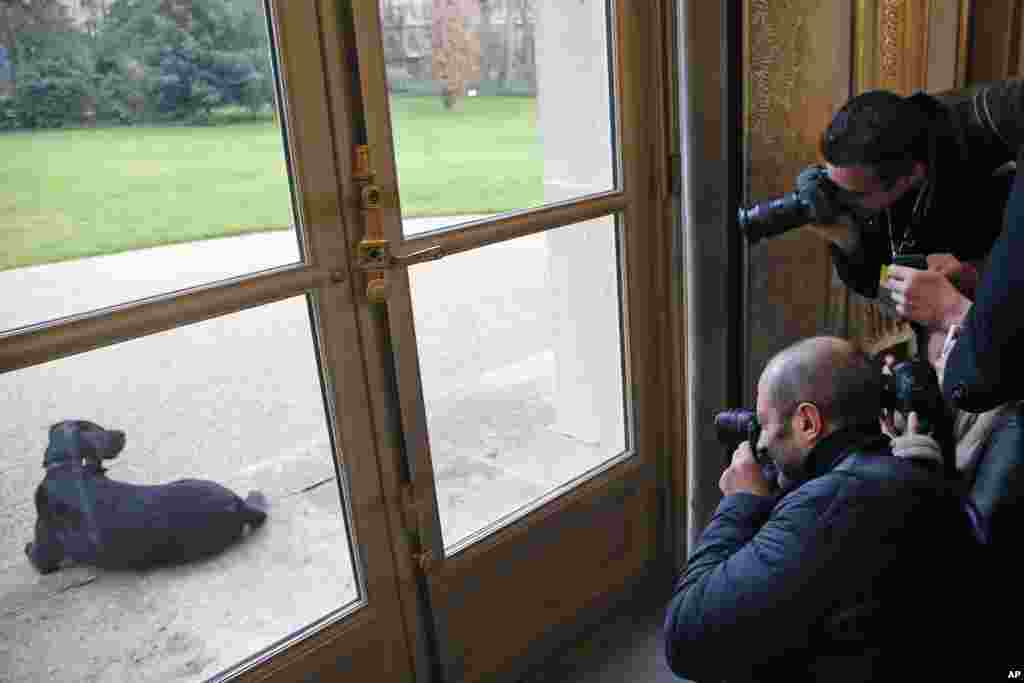 Photographers take a picture of French President Emmanuel Macron's dog Nemo through a glass door at the Elysee Palace in Paris, France, Feb. 1, 2019.