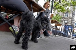 Dining With Dogs