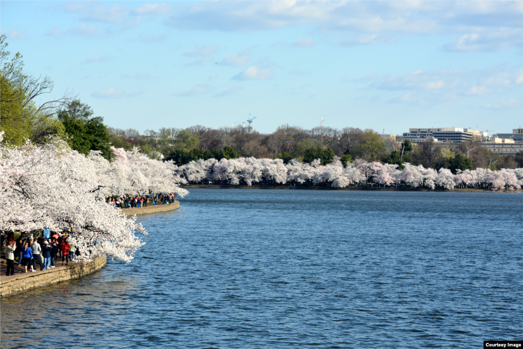 People walk under blooming cherry trees along the Tidal Basin in Washington, D.C. (photo taken by Diaa Bekheet/VOA)