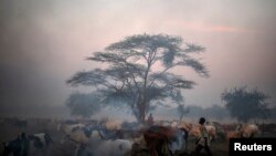 Des membres de la tribu Dinka montent la garde près de leur bétail dans la périphérie d'Abyei, le 30 octobre 2013.
