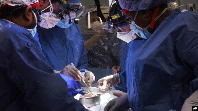 In this photo provided by the University of Maryland School of Medicine, members of the surgical team perform the transplant of a pig heart into patient David Bennett in Baltimore on Friday, Jan. 7, 2022. (Mark Teske/University of Maryland School of Medicine)