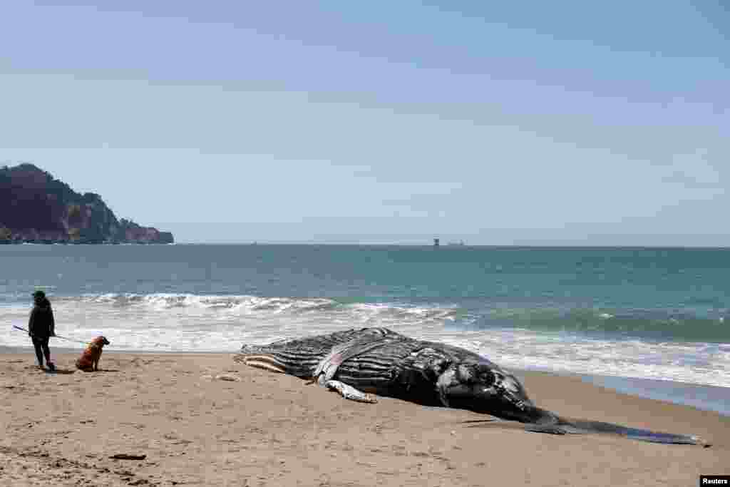 The carcass of a humpback whale lies washed up at Baker Beach in San Francisco, California, April 21, 2020.