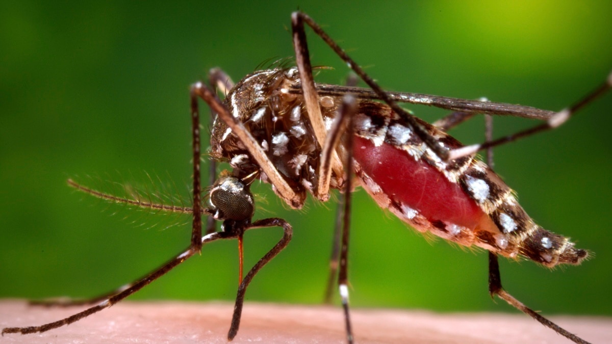 Aedes mosquito deals causes which disease