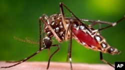 FILE - This 2006 file photo provided by the Centers for Disease Control and Prevention shows a female Aedes aegypti mosquito in the process of acquiring a blood meal from a human host. 