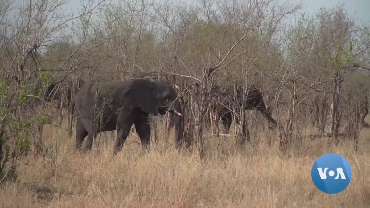 Botswana to Repatriate Elephants to Angola to Reduce Overpopulation