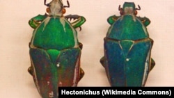 Spesies kumbang Mecynorrhina torquata dalam penelitian pengunaan 'remote control' di Museum Nasional Praha (Foto: Wikipedia). 