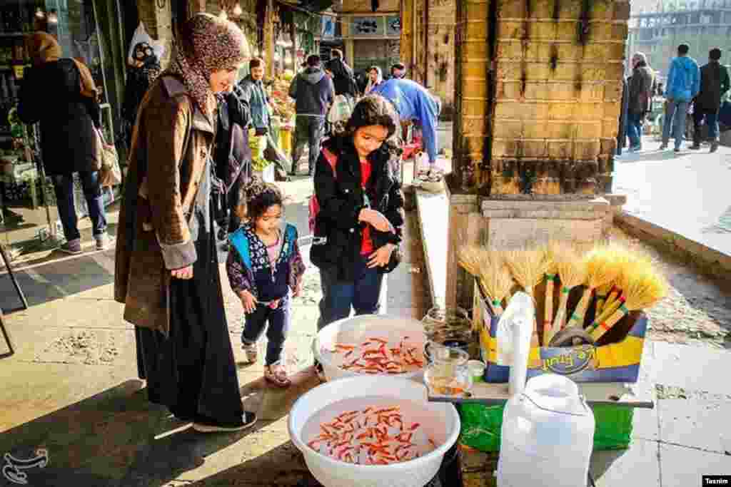 فروش ماهی قرمز 