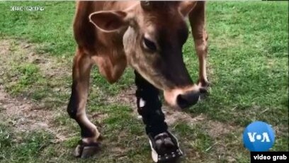Bionics Pets Ciptakan Prostetik Bagi Hewan Peliharaan