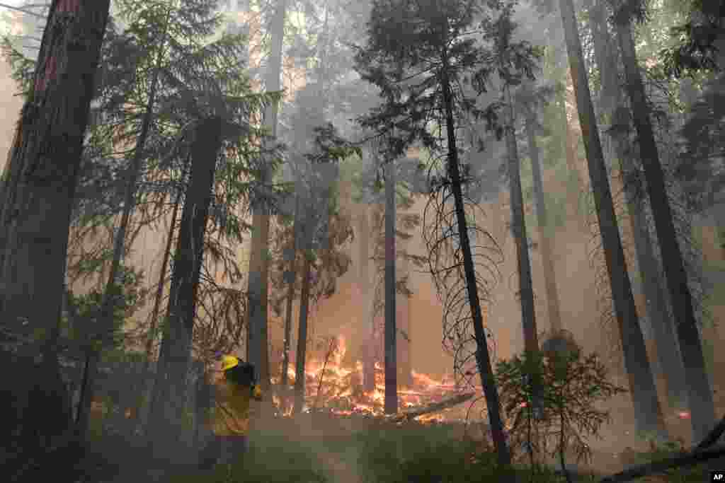 A videographer records the Rim Fire burning through trees near Yosemite National Park, California, August 27, 2013.