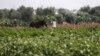 Lahan Pertanian di Gaza yang Dirusak Herbisida Israel Mulai Pulih