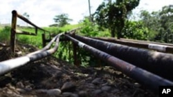 Oil pipes across the Ecuadorian jungle