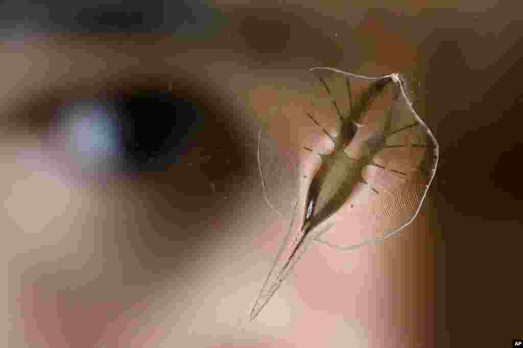 Research scientist Sung-Jin Park displays a tissue-engineered robot on a piece of glass in a laboratory at Harvard University, in Cambridge, Massachusettes. The stingray-shaped robot, capable of paddling in water after exposure to blue light, has a gold skeleton, silicone fins and the heart muscle cells of a rat.