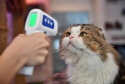 Seorang karyawan mengukur suhu seekor kucing di Caturday Cat Cafe yang dibuka kembali, yang telah ditutup sementara karena kekhawatiran tentang penyebaran COVID-19 di Bangkok. (Foto: AFP/Lillian Suwanrumpha)