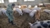 中国再报猪瘟新疫情 联合国开会紧急应对可能的猪瘟蔓延