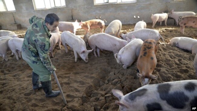一名工人正在中国河北邯郸的一个养猪场里工作。