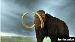 Replika mammoth. (Foto: Smithsonian)