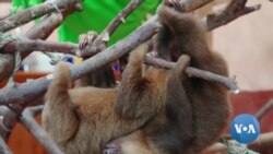 Rehab Center Helps Sloths Hurt by Human Activity
