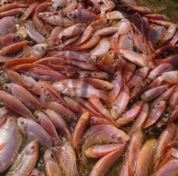 Ikan nila merah hasil panen budidaya aquaponik. (Foto courtesy: Human Initiative)