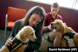 Law students Josh Richey, right, and Lindsay Stewart play with Hooch, a 19-month-old golden retriever and Stanley, a 4-month-old golden retriever, in between final exams at Emory University in Atlanta.