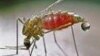 Promising Malaria Vaccine Headed for Trials in Australia