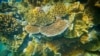 Australia Berupaya Selamatkan Terumbu Karang Great Barrier Reef