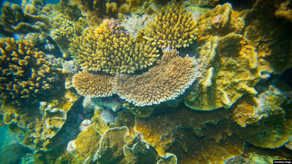 Environmentalists Work to Save Australia's Great Barrier Reef