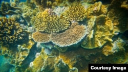 Onshore coral, Lady Elliot Island, Great Barrier Reef, Queensland, Australia, March 20, 2015, (Courtesy Image, DFAT / Patrick Hamilton).