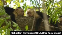 Capuchin monkeys can show 'spiteful' behavior.