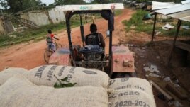 A truck transports bags of cocoa in the Ivorian cocoa farming village of Djigbadji, commonly known as Bandikro or Bandit Town, located inside the Rapides Grah protected forest on January 7, 2021. (REUTERS/Luc Gnago)