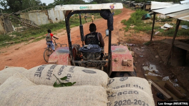A truck transports bags of cocoa in the Ivorian cocoa farming village of Djigbadji, commonly known as Bandikro or Bandit Town, located inside the Rapides Grah protected forest on January 7, 2021. (REUTERS/Luc Gnago)