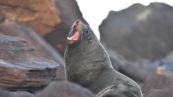 Namibia defends planned reduction of seal population 