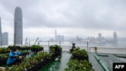 Petani perkotaan "Rooftop Republic" memanen sayuran yang ditanam area pertanian di puncak menara Bank of America setinggi 150 meter di Hong Kong. (Anthony WALLACE / AFP)
