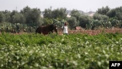 Seorang petani Palestina sedang bekerja di ladang di samping pagar perbatasan dengan Israel, di timur Kota Gaza, 16 Oktober 2019. (Foto: AFP)