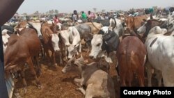 Sugu ani seli laaya sogo