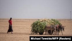 资料照片：埃塞俄比亚索马里地区阿达德尔县的一名男子用驴车向干旱地区运送动物饲料。(路透社照片）