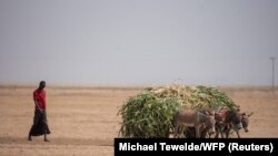 FILE: A man uses a donkey cart to transport animal fodder to drought affected areas in Higlo Kebele, Adadle woreda, Somali region of Ethiopia, February 7, 2022.