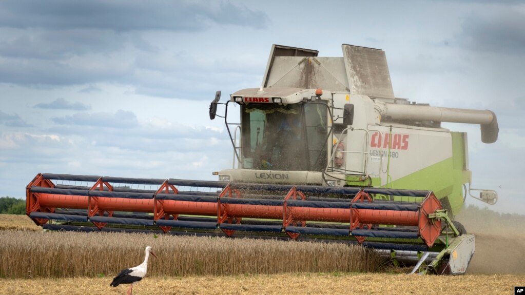 2022年8月，乌克兰兹古里夫卡地区，小麦种植者正在麦田里收割。一只鹳站在附近观望。俄罗斯入侵乌克兰前，乌克兰被称为世界粮仓，每个月有大约450万吨的农产品从该地区经港口运往世界各地。(photo:VOA)