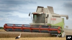 A stork walks in front of a harvester in a wheat field in the village of Zghurivka, Ukraine, Tuesday, Aug. 9, 2022