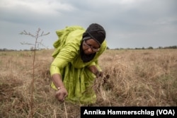 Farmer Khady Ba works in a field in Kedougou, Senegal, Nov. 15, 2022. (Annika Hammerschlag/VOA)