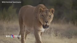 9 con sư tử từ Odesa, Ukraine, tìm cuộc sống mới ở Mỹ 