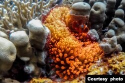 Terumbu karang di kawasan Raja Ampat di Papua Barat adalah salah satu yang terindah di dunia. (Courtesy: Kemenparekraf)