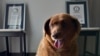 Guinness World Records suspende título de perro más viejo tras dudas sobre su edad