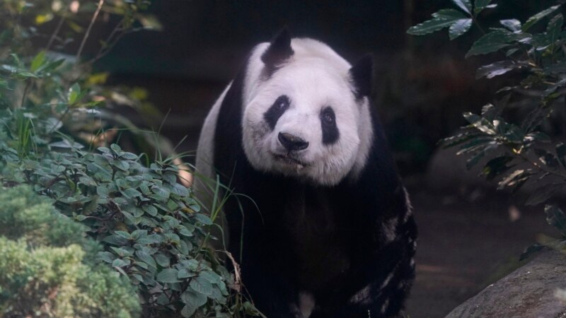 Panda in Mexico Is Last Survivor in Latin America