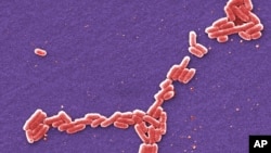 Kolorizovana skenirana fotografija načinjena elektronskim mikroskopom 2006, koju je omogućio Centar za kontrolu bolesti i prevenciju, pokazuje bakteriju Ešerihiju koli.