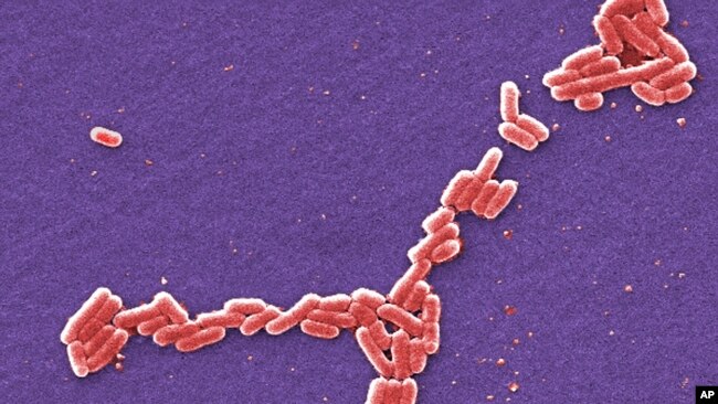 This colorized 2006 scanning electron microscope image made available by the Centers for Disease Control and Prevention shows E. coli bacteria.