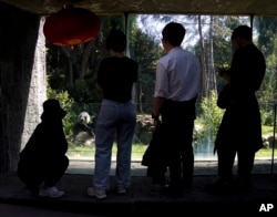 Visitors watch Xin Xin, the last giant panda in Latin America, as she sits inside her enclosure at the Chapultepec Zoo, in Mexico City, Friday, Nov. 11, 2022. (AP Photo/Fernando Llano)